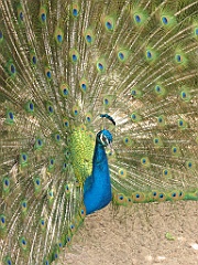140 Cairns Tropical Zoo